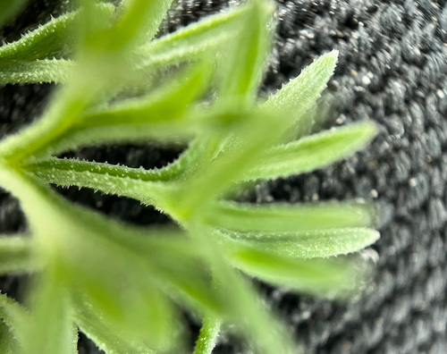 Image of Lomatium refugianum by no rights reserved