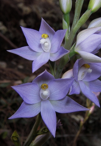 fragrant sun orchid (Thelymitra fragrans)