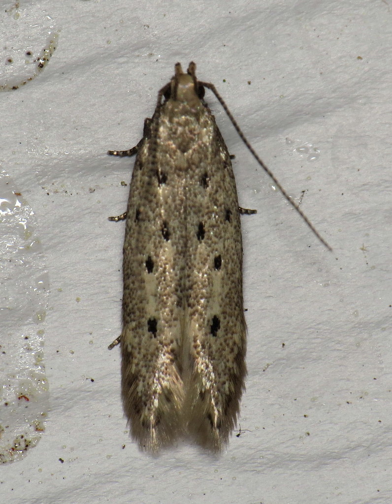 Five-spotted Twirler Moth