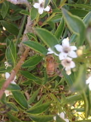 Apis mellifera