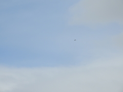 Accipiter nisus