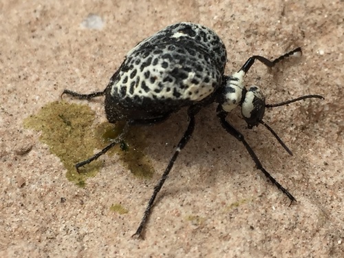 Inflated Beetle photo 5