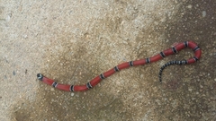 Micrurus dumerilii carinicauda