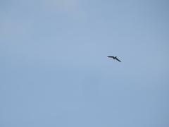 Accipiter nisus