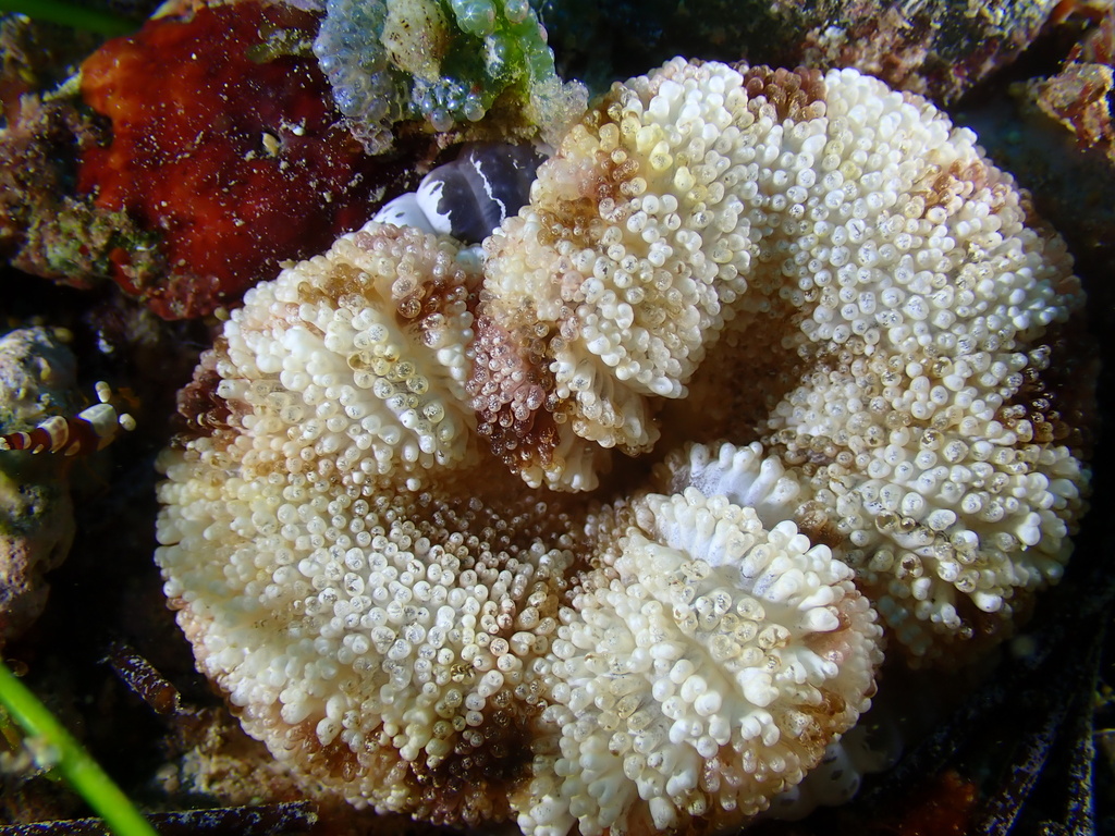 brown-striped sand anemone