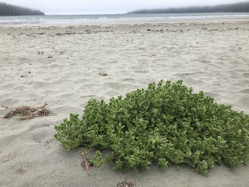 Sea Sandwort