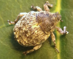 Acanthoscelidius acephalus