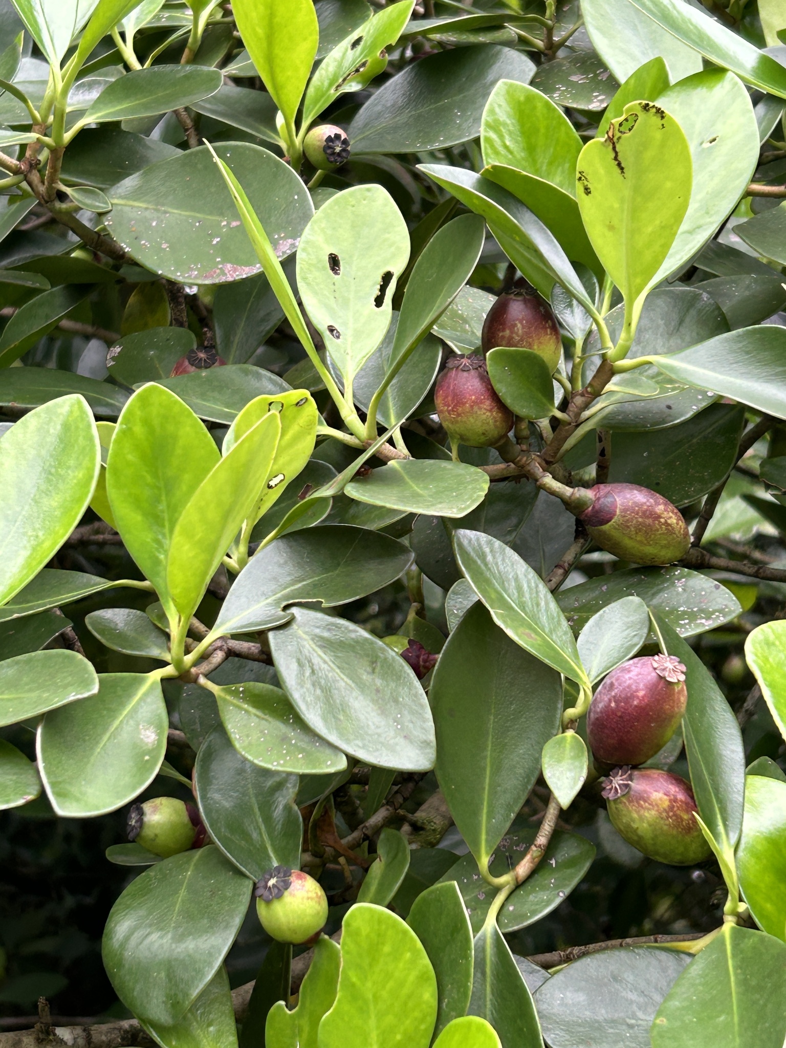Abaneiro