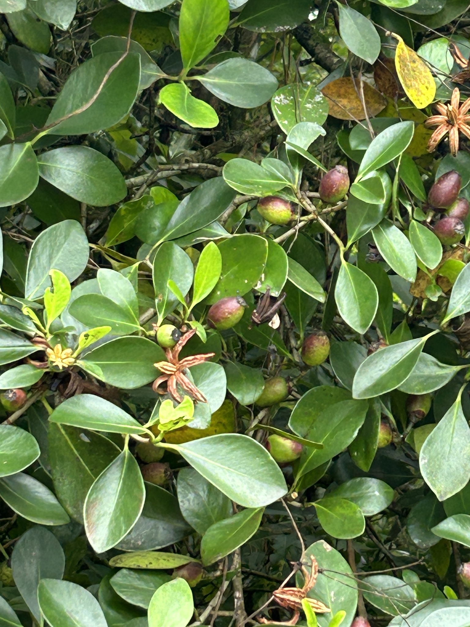 Abaneiro