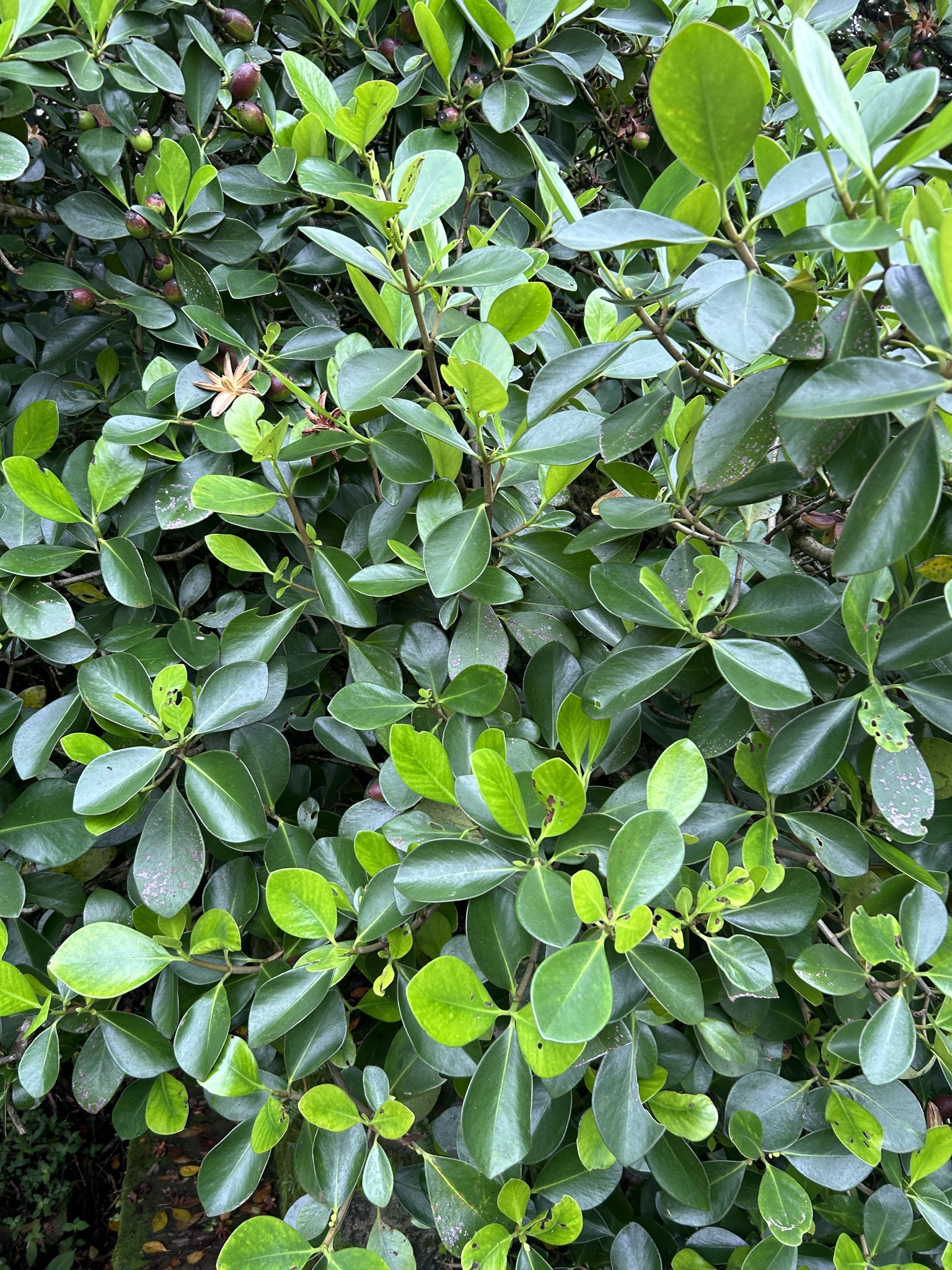 Abaneiro