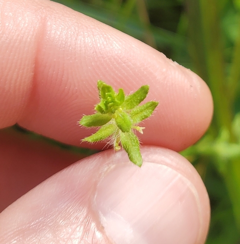 Piedmont bedstraw (Cruciata pedemontana)
