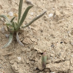 Pseudopsallus puberus
