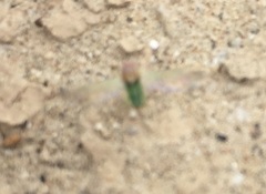 Pseudopsallus puberus