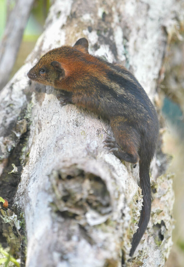 Three-striped Dasyures