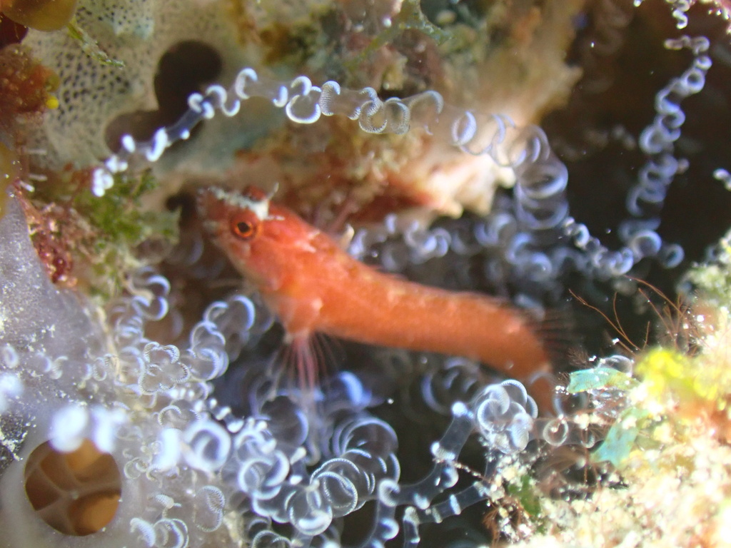 Weigt's Blenny