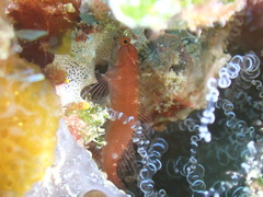 Weigt's Blenny photo 4