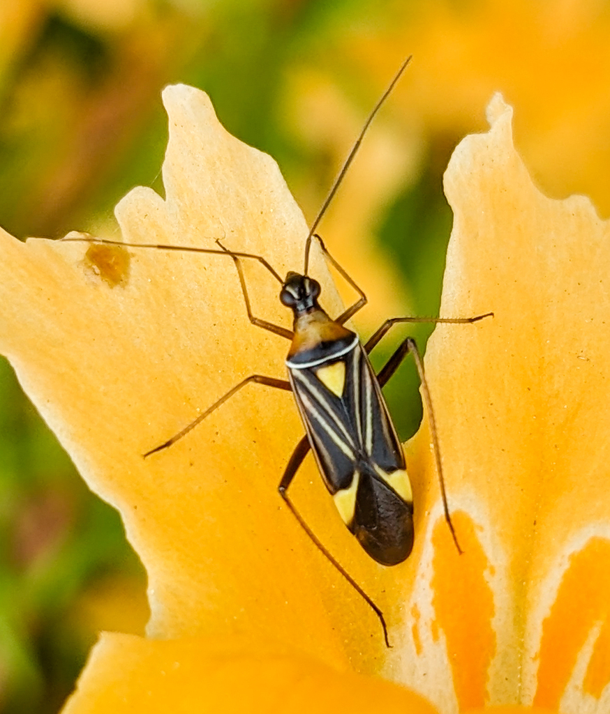 Charming spindle bug