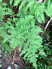 Dryopteris campyloptera
