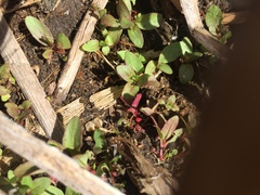 Veronica anagallis-aquatica