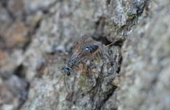 Auplopus mellipes