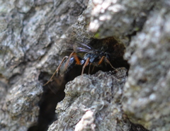 Auplopus mellipes