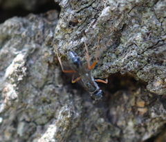 Auplopus mellipes