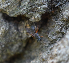 Auplopus mellipes