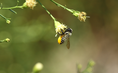 Megachile pollinosa