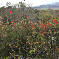 Silene laciniata laciniata
