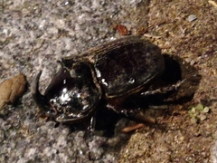 Oryctes nasicornis grypus