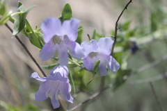 Epixiphium wislizeni