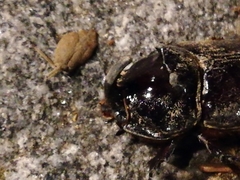 Oryctes nasicornis grypus