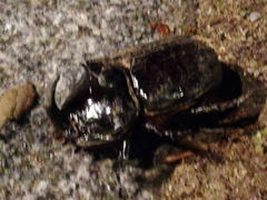 Oryctes nasicornis grypus