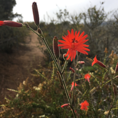 Silene laciniata laciniata