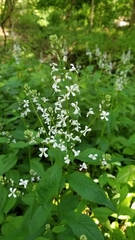 Iodanthus pinnatifidus