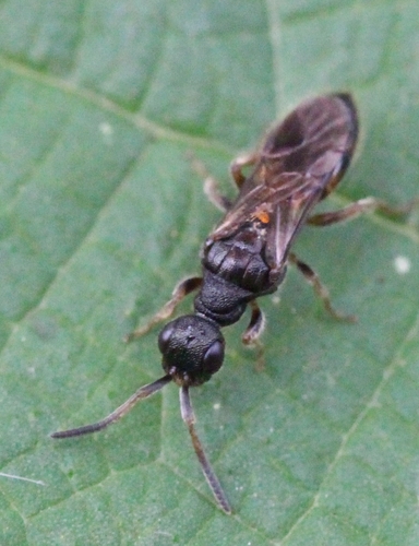 Cleptes
