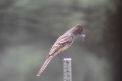 Myiarchus cinerascens