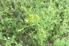 Hypericum