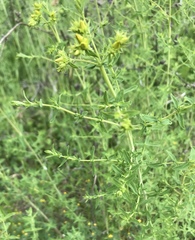 Hypericum