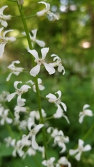 Iodanthus pinnatifidus