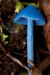 Entoloma hochstetteri