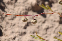 Phyllanthus warnockii