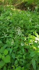 Iodanthus pinnatifidus