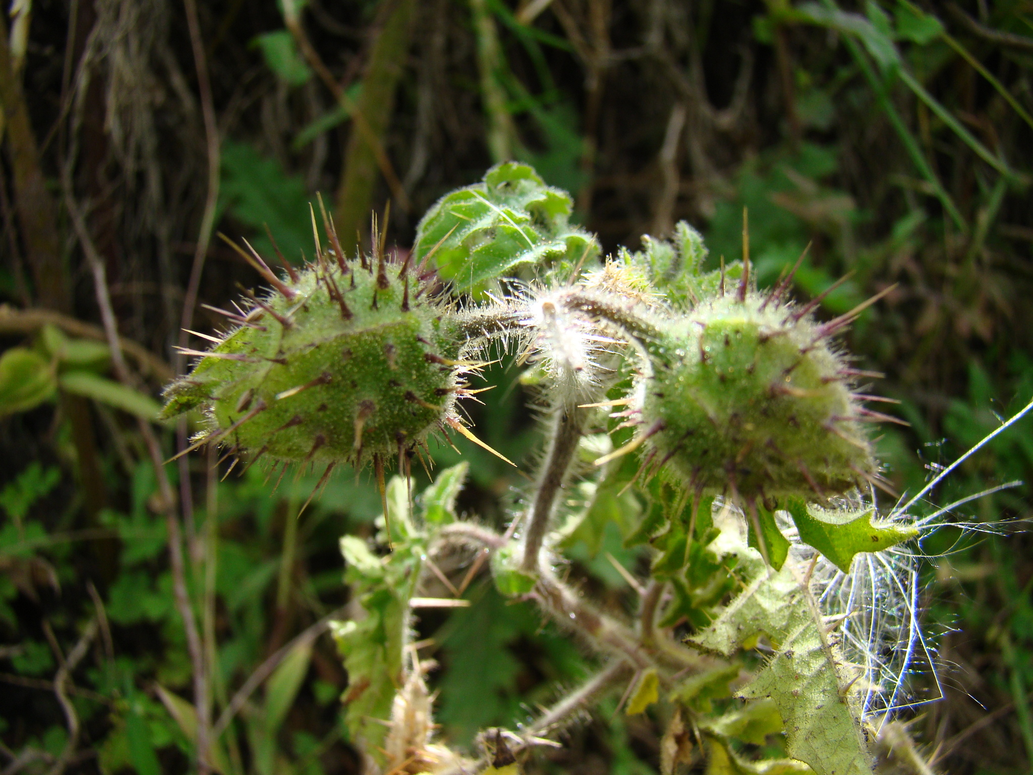 Solanum image