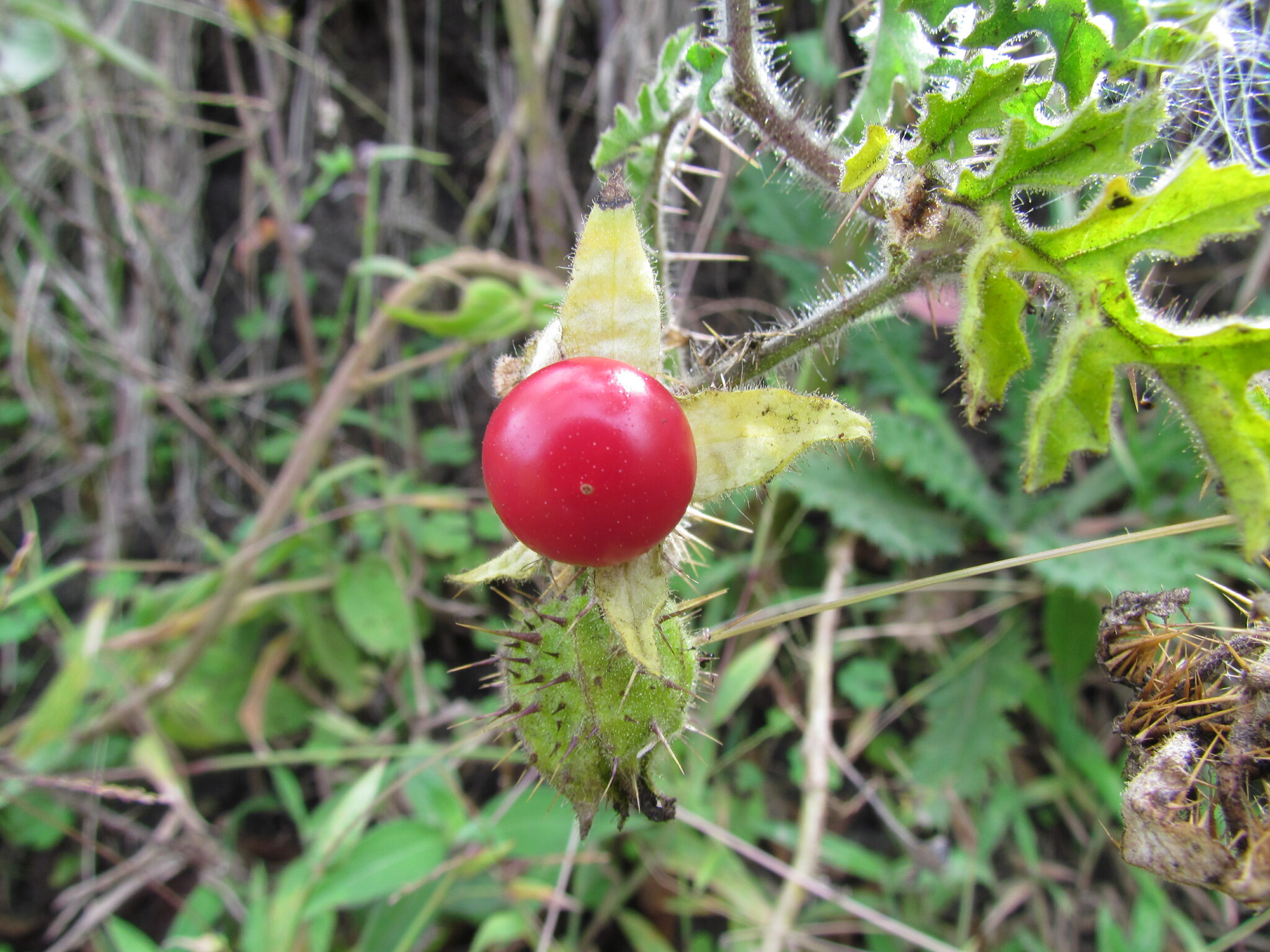 Solanum sisymbriifolium image
