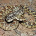Gopher Snake - Photo (c) Yinan Li, some rights reserved (CC BY-NC), uploaded by Yinan Li