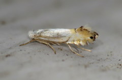 Phyllonorycter argentifimbriella