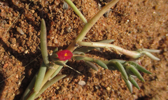 Portulaca trianthemoides