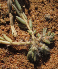 Portulaca trianthemoides