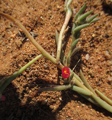 Portulaca trianthemoides